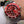 SUBMARINER DATE 40 RED DIAL